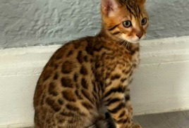 Наш котик по имени Хан прилетел в Нью Йорк, США