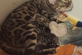 Queen подарила нам 18 декабря 2025 года четырех очаровательных котят