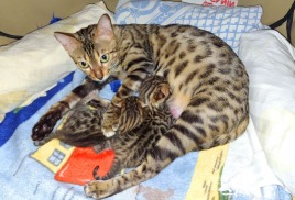 Ирискины котята растут.